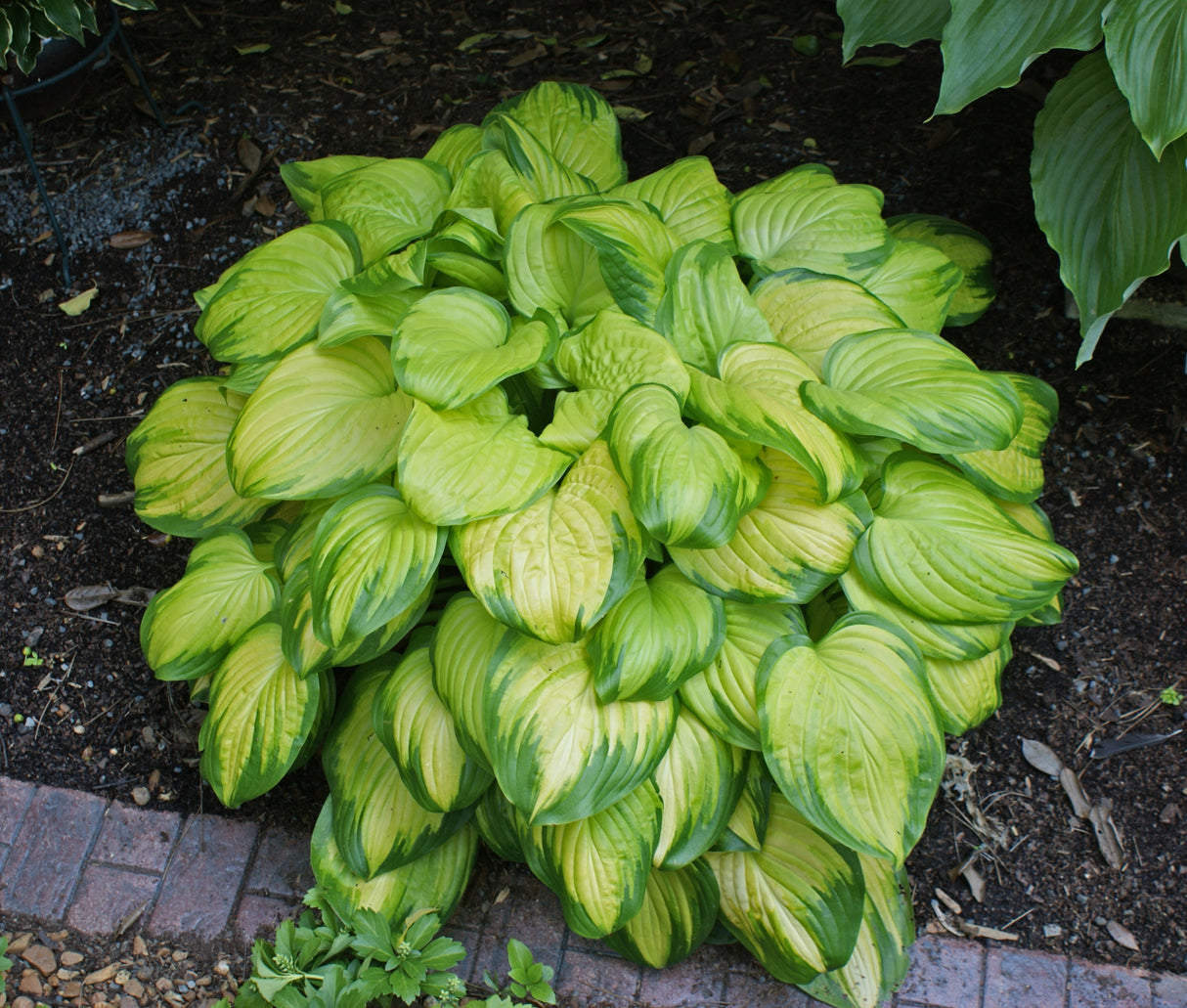 Stained Glass Hosta