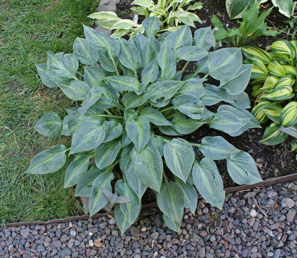 Stand By Me Hosta