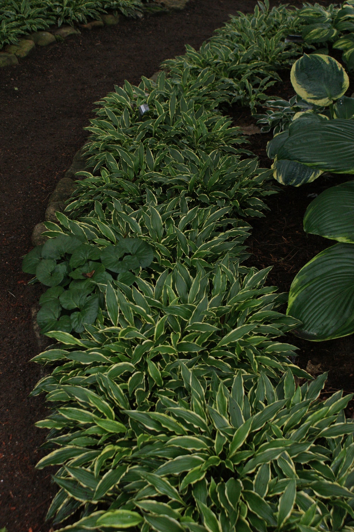 Stiletto Hosta