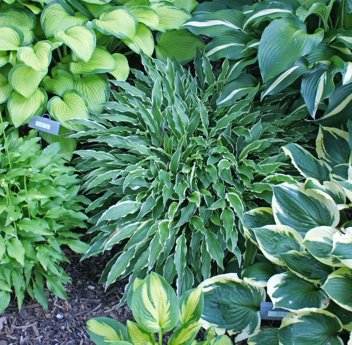 Stiletto Hosta