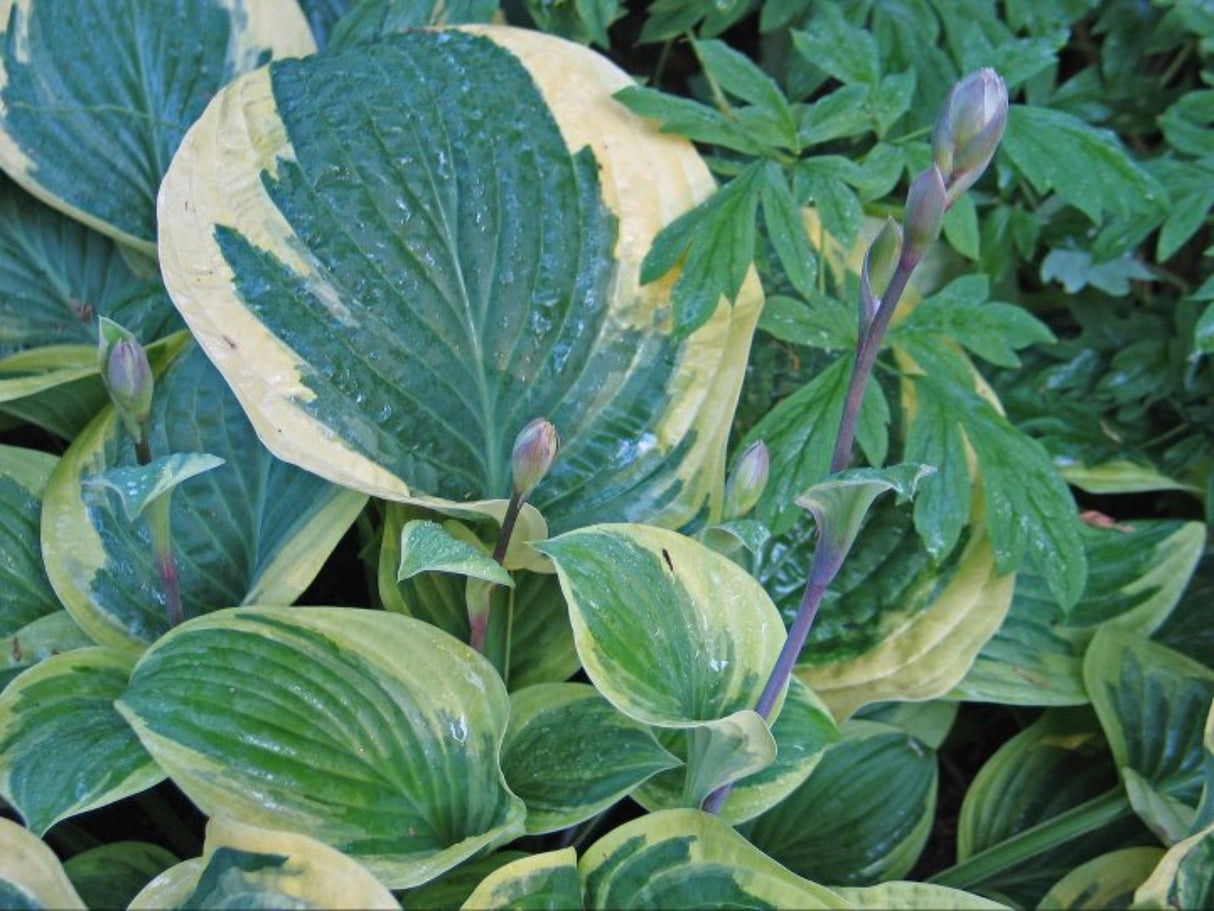 Strawberry Surprise Hosta
