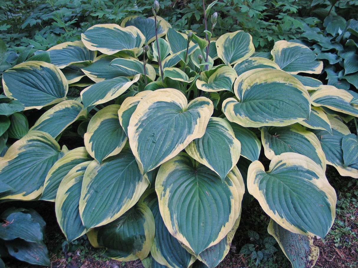 Strawberry Surprise Hosta