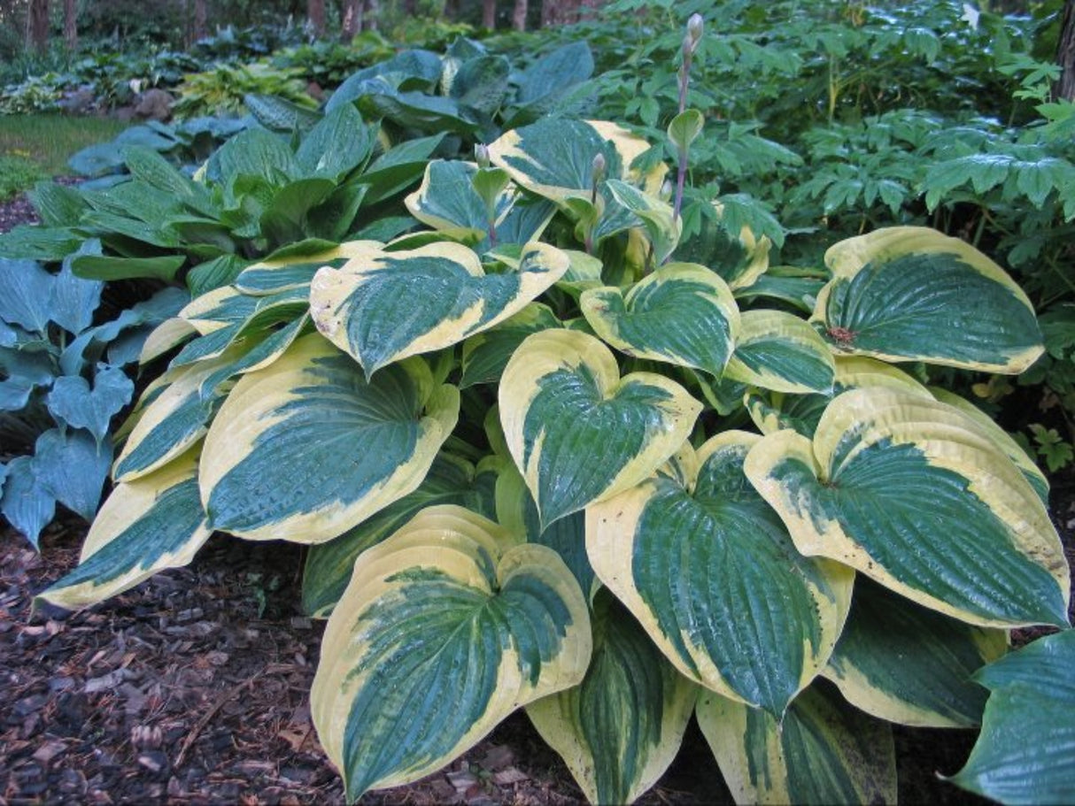 Strawberry Surprise Hosta