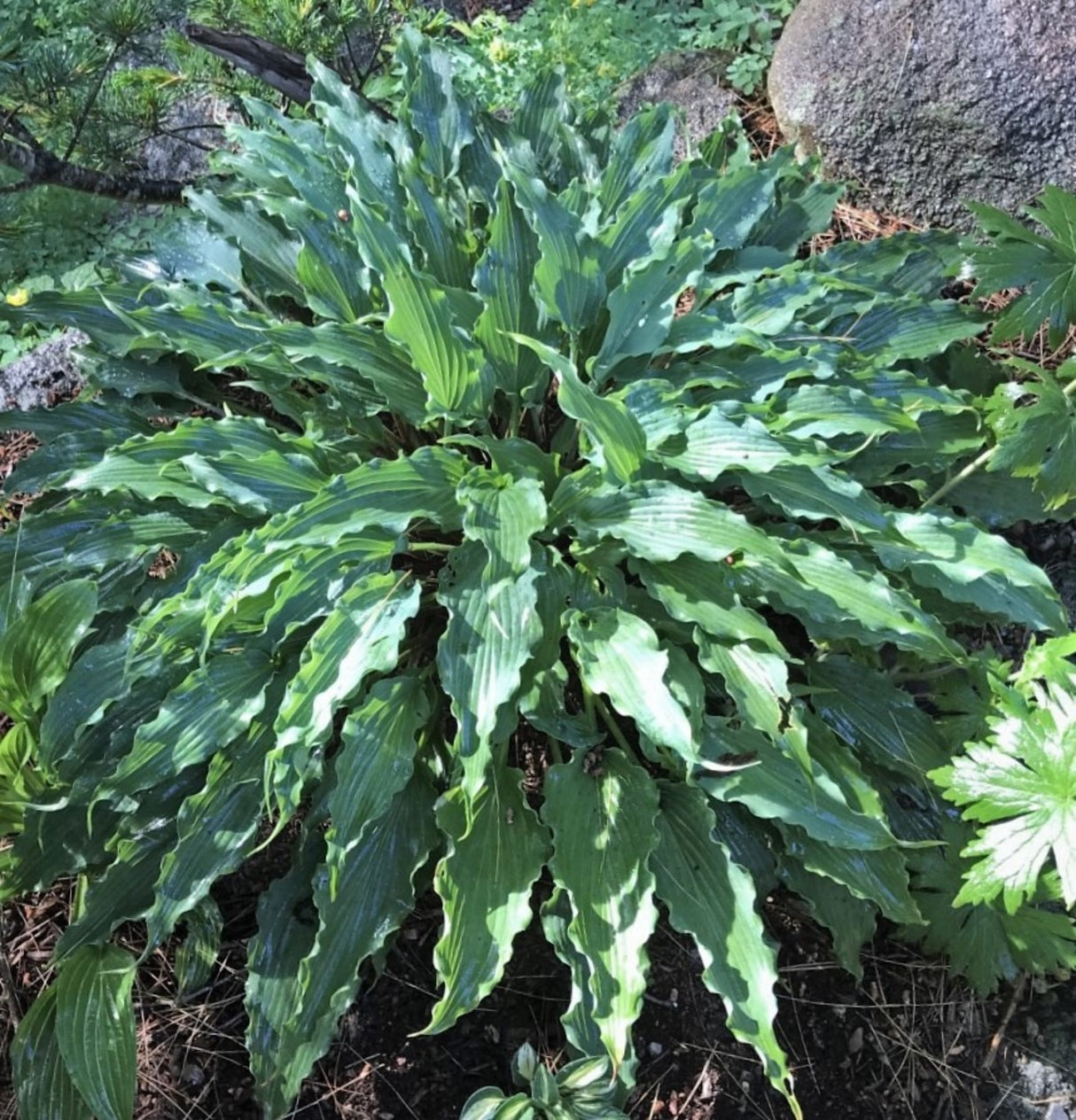 String Quartet Hosta