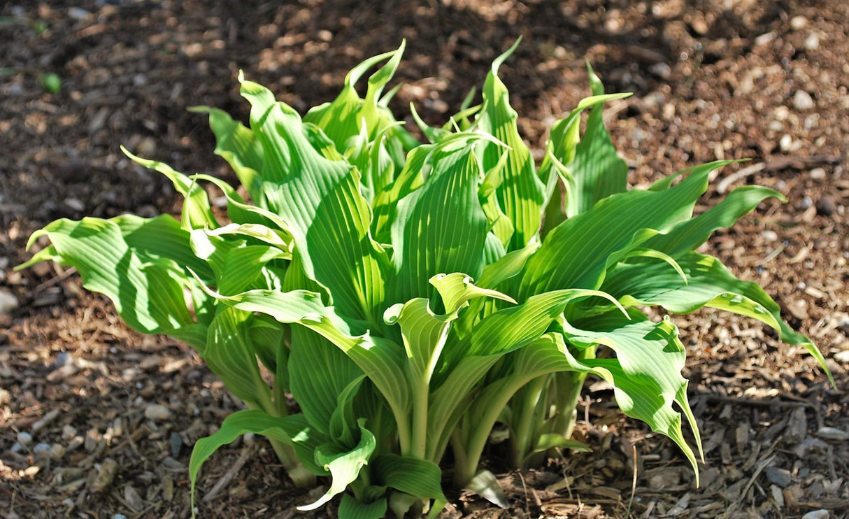 String Quartet Hosta
