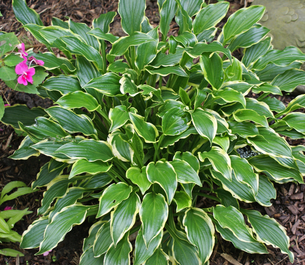 Sugar Babe Hosta