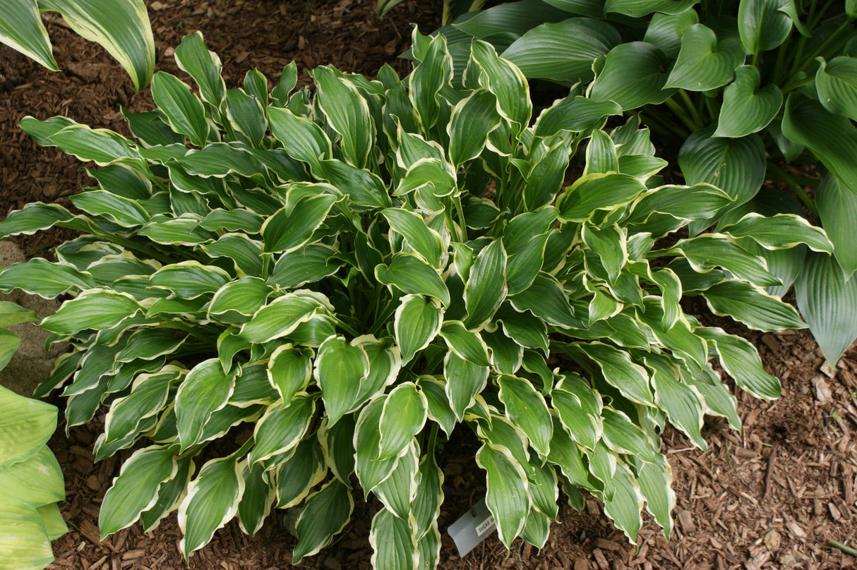 Sugar Babe Hosta