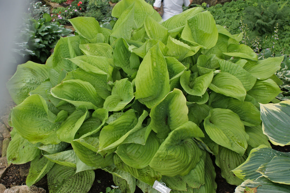 Sum and Substance Hosta