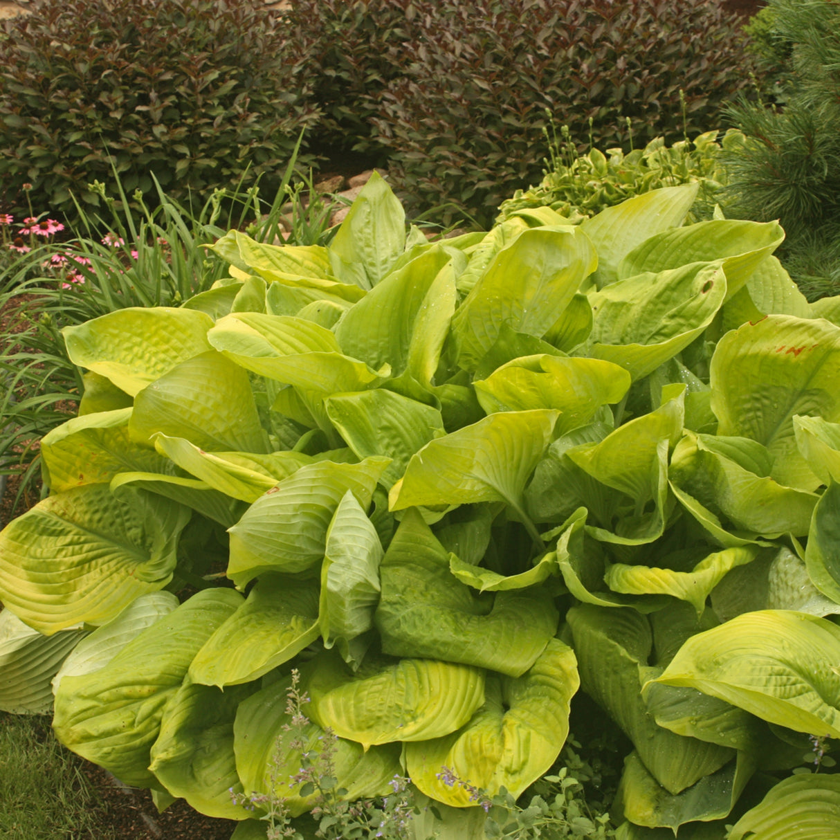 Sum and Substance Hosta