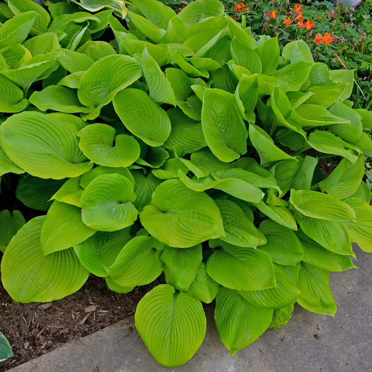 Sum and Substance Hosta