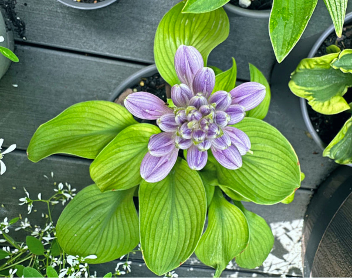 Sun Flower Hosta