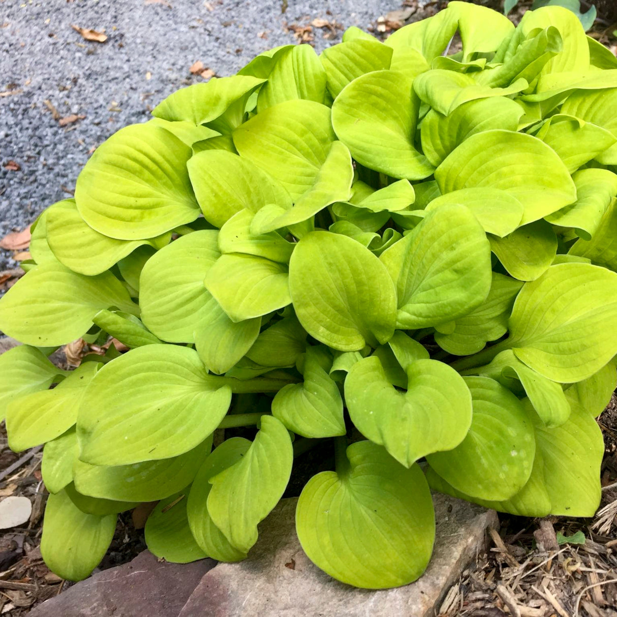 Sun Mouse Hosta PP30033