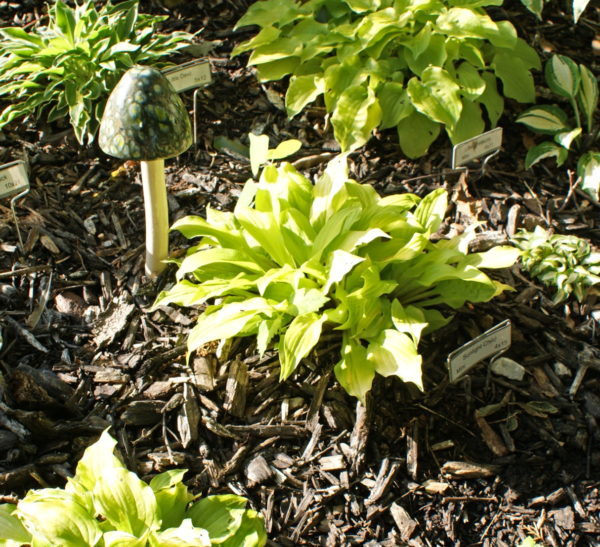 Sunlight Child Hosta
