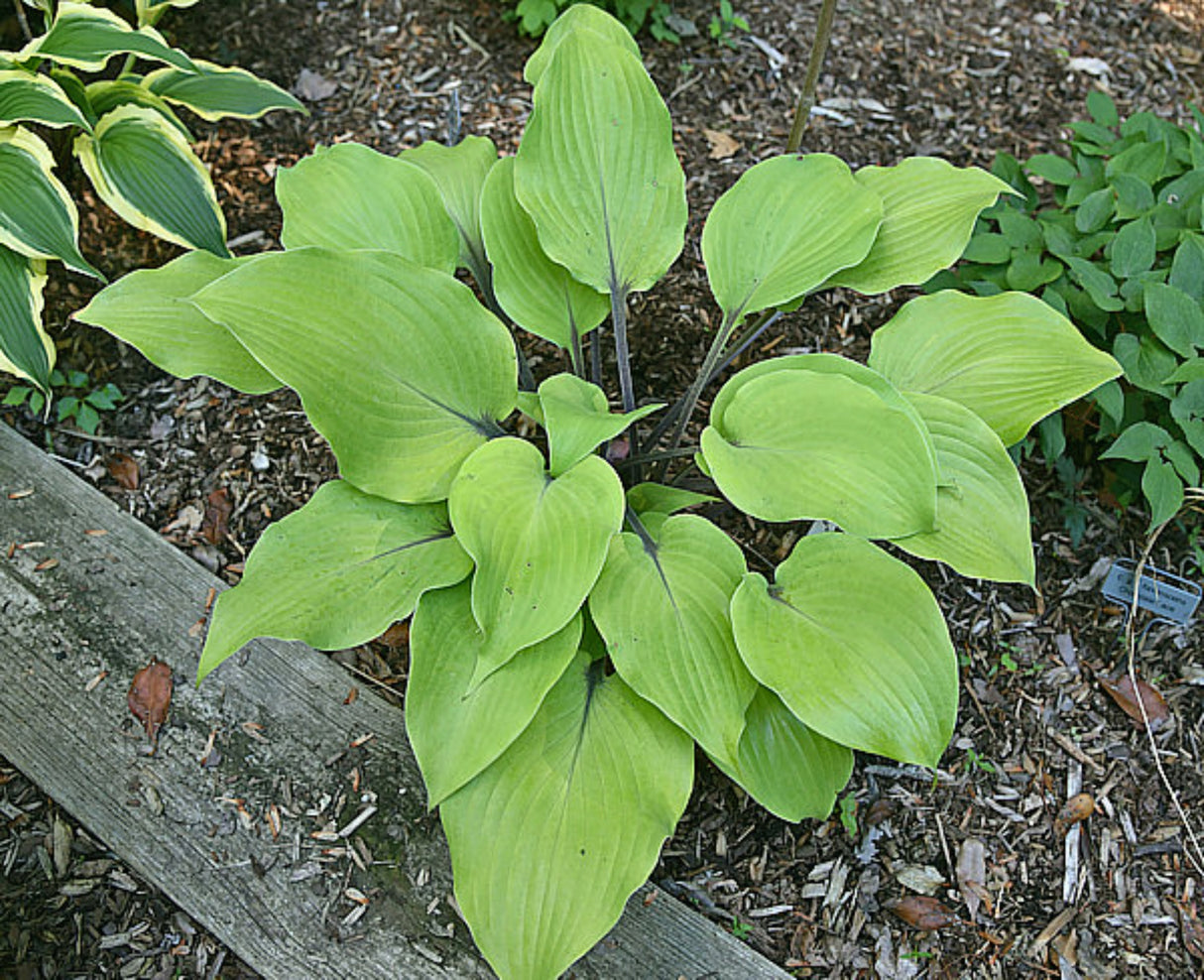 Sunny Day Hosta