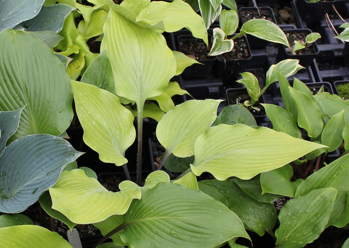 Sunny Day Hosta
