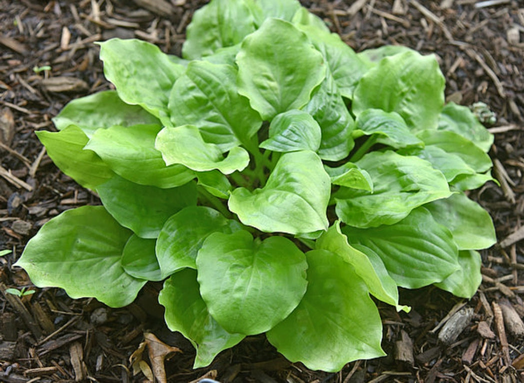 Susanna Hosta Courtesy of The Hosta Library