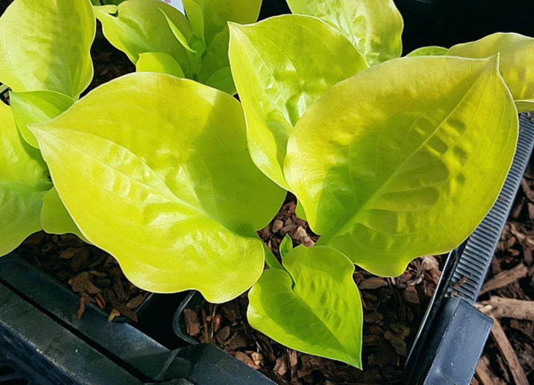 Susanna Hosta Courtesy of The Hosta Library
