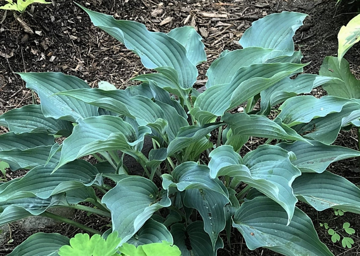 Sweet Caroline Hosta