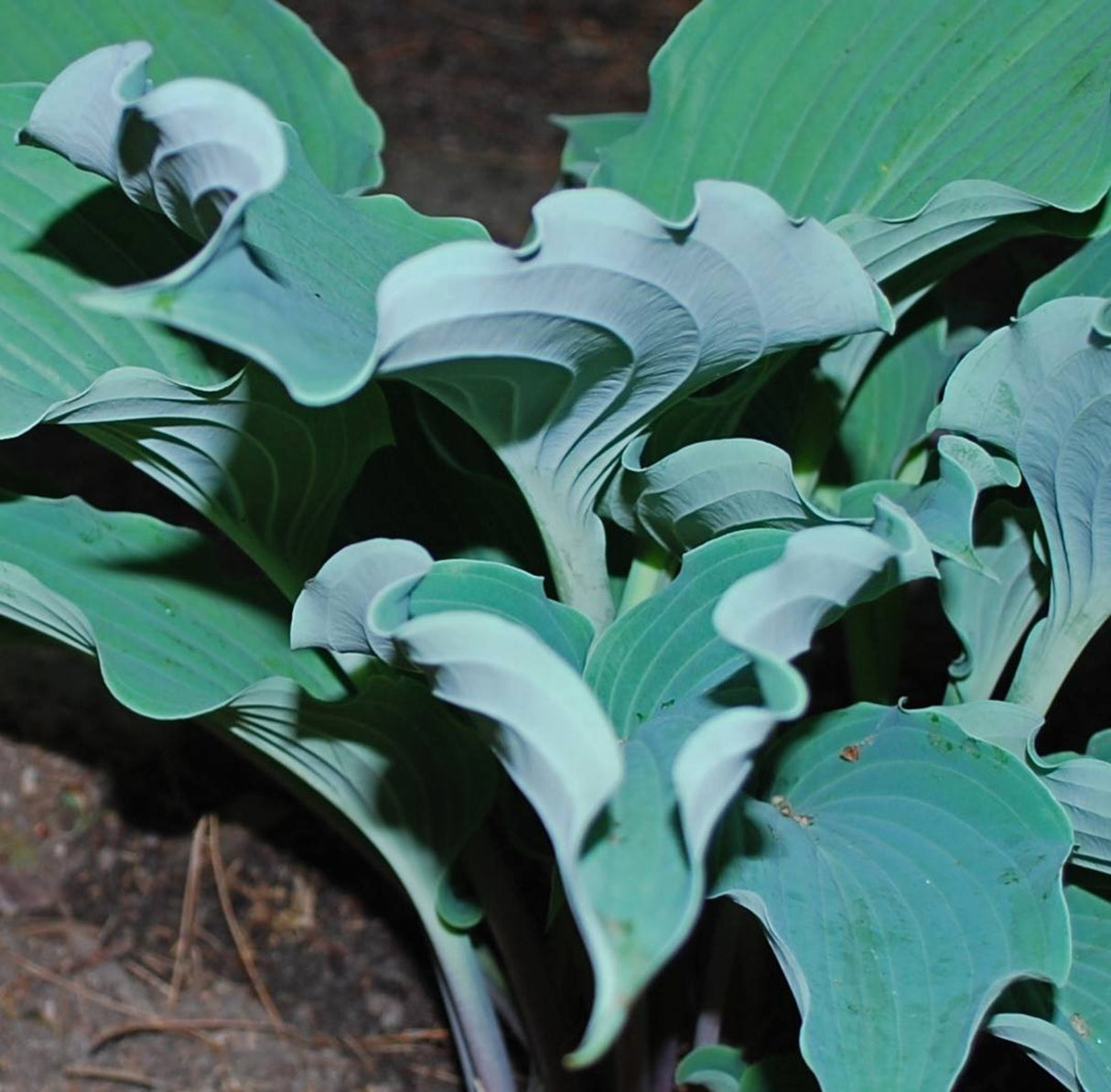 Sweet Caroline Hosta