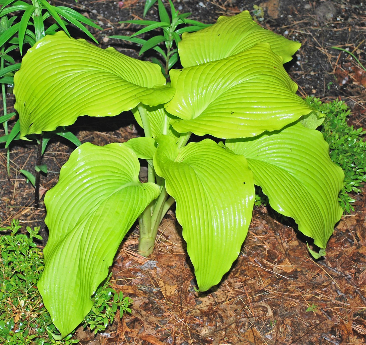 Talcott Ravine Hosta