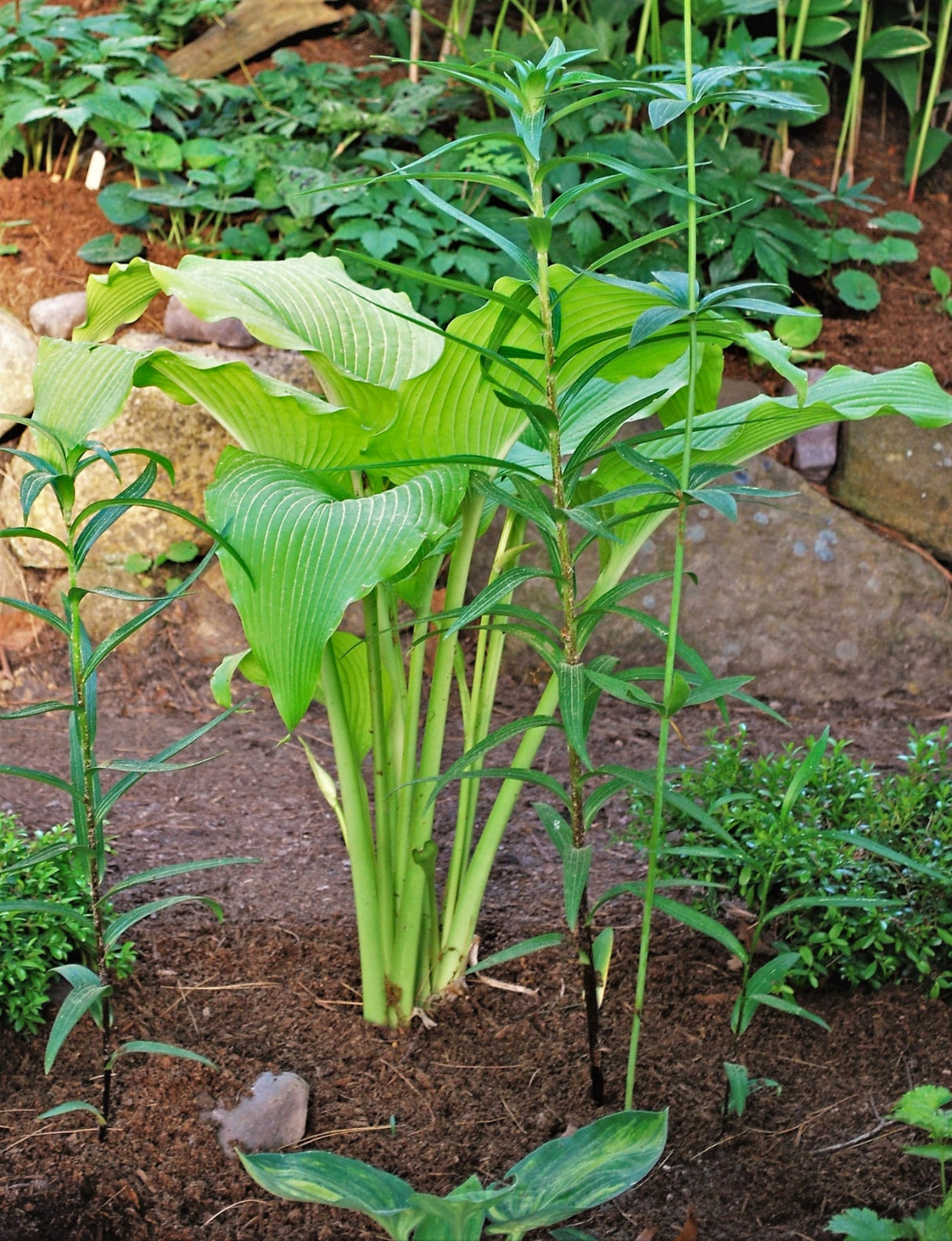 Talcott Ravine Hosta