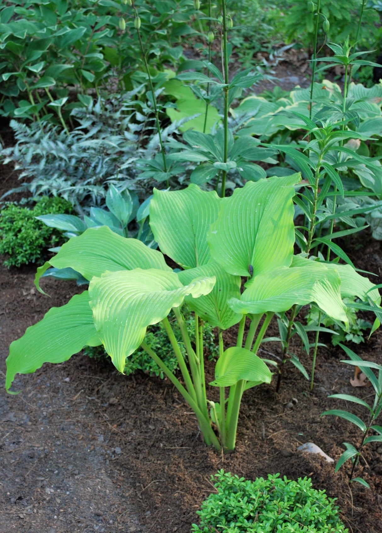 Talcott Ravine Hosta