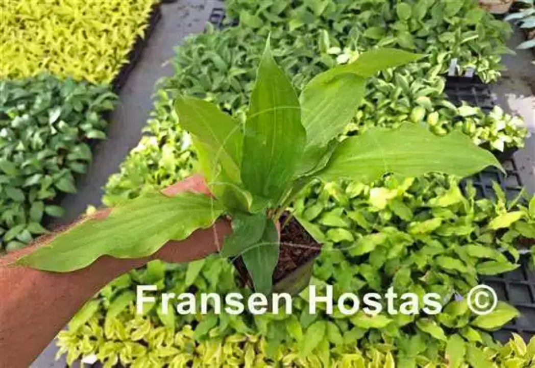 Talking Leaves Hosta