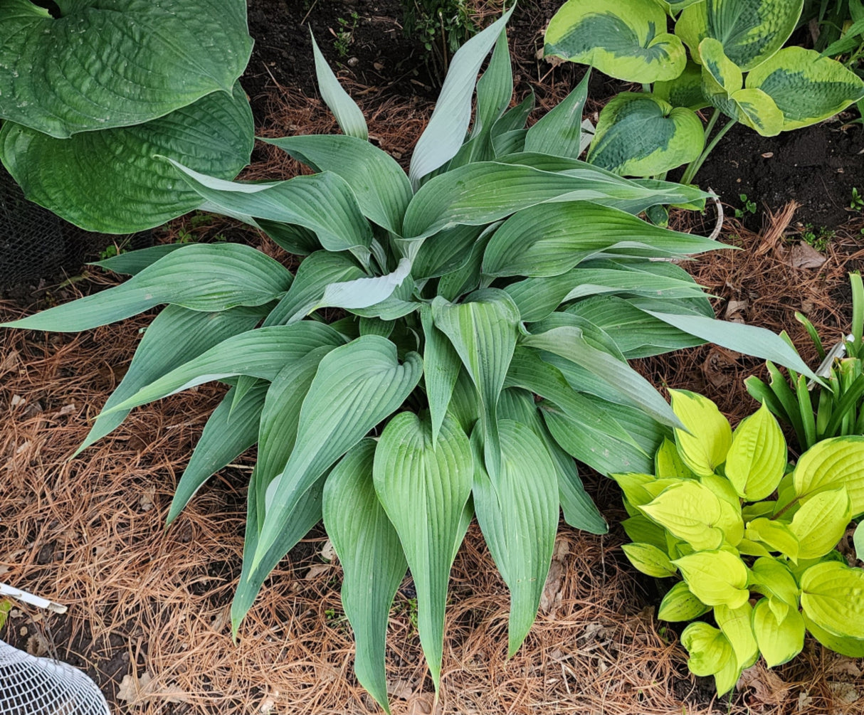 Talking Point Hosta