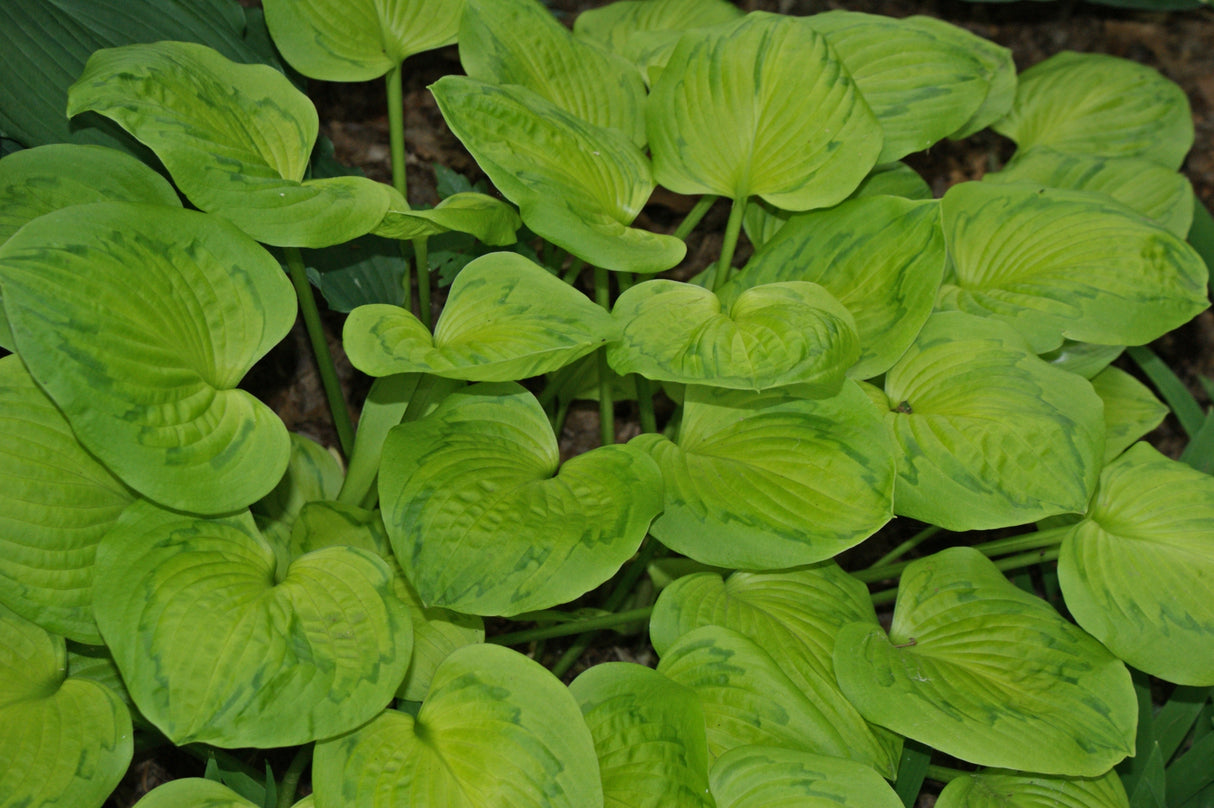 Tattoo Hosta