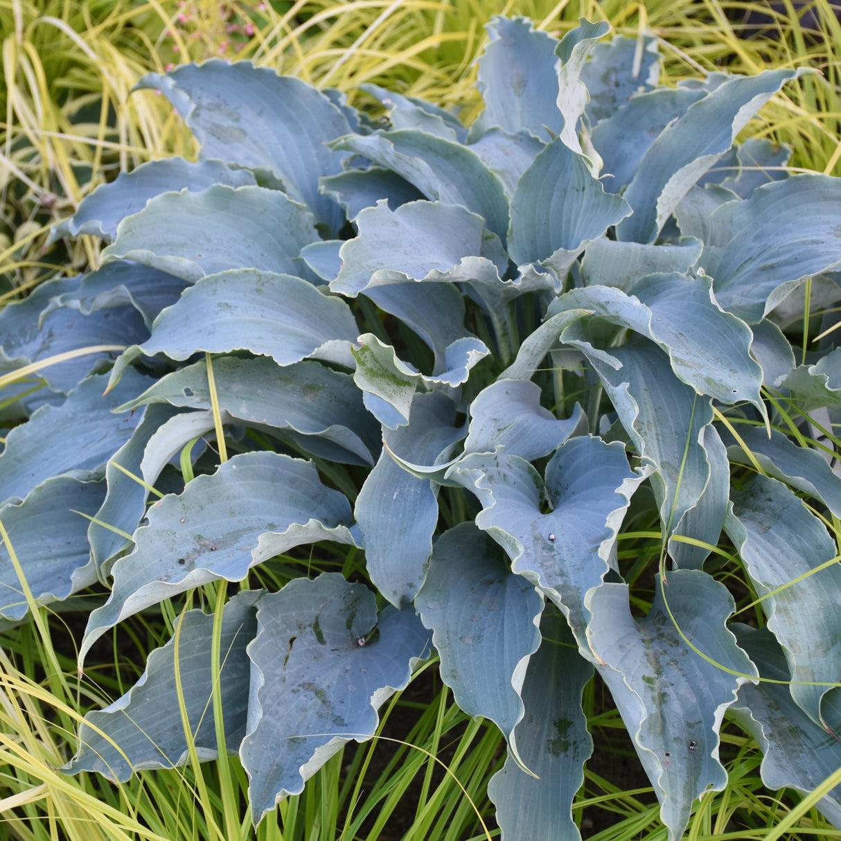 Tears in Heaven PP33297 Hosta