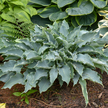 Tears in Heaven PP33297 Hosta