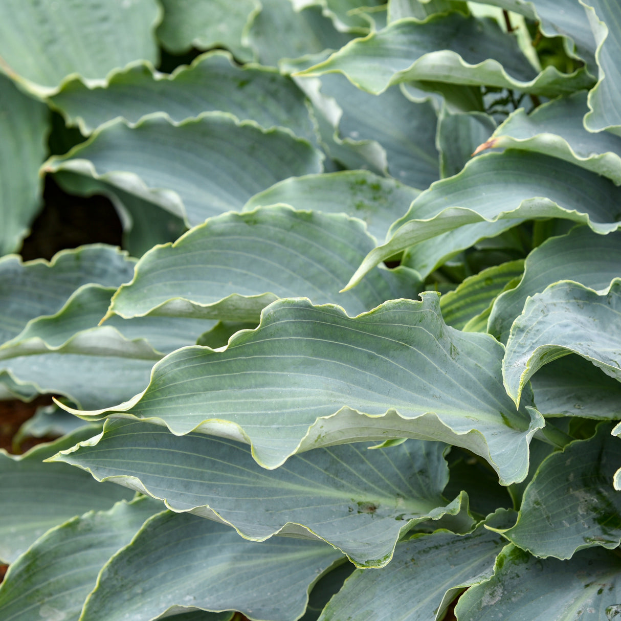 Tears in Heaven PP33297 Hosta