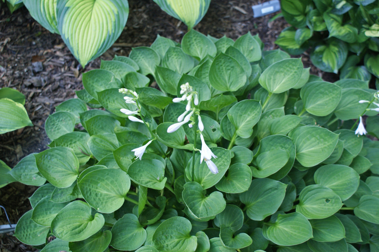 Teaspoon Hosta