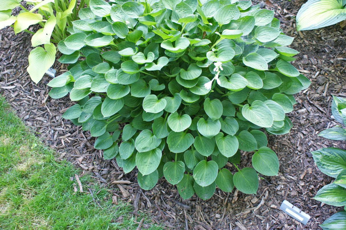 Teaspoon Hosta