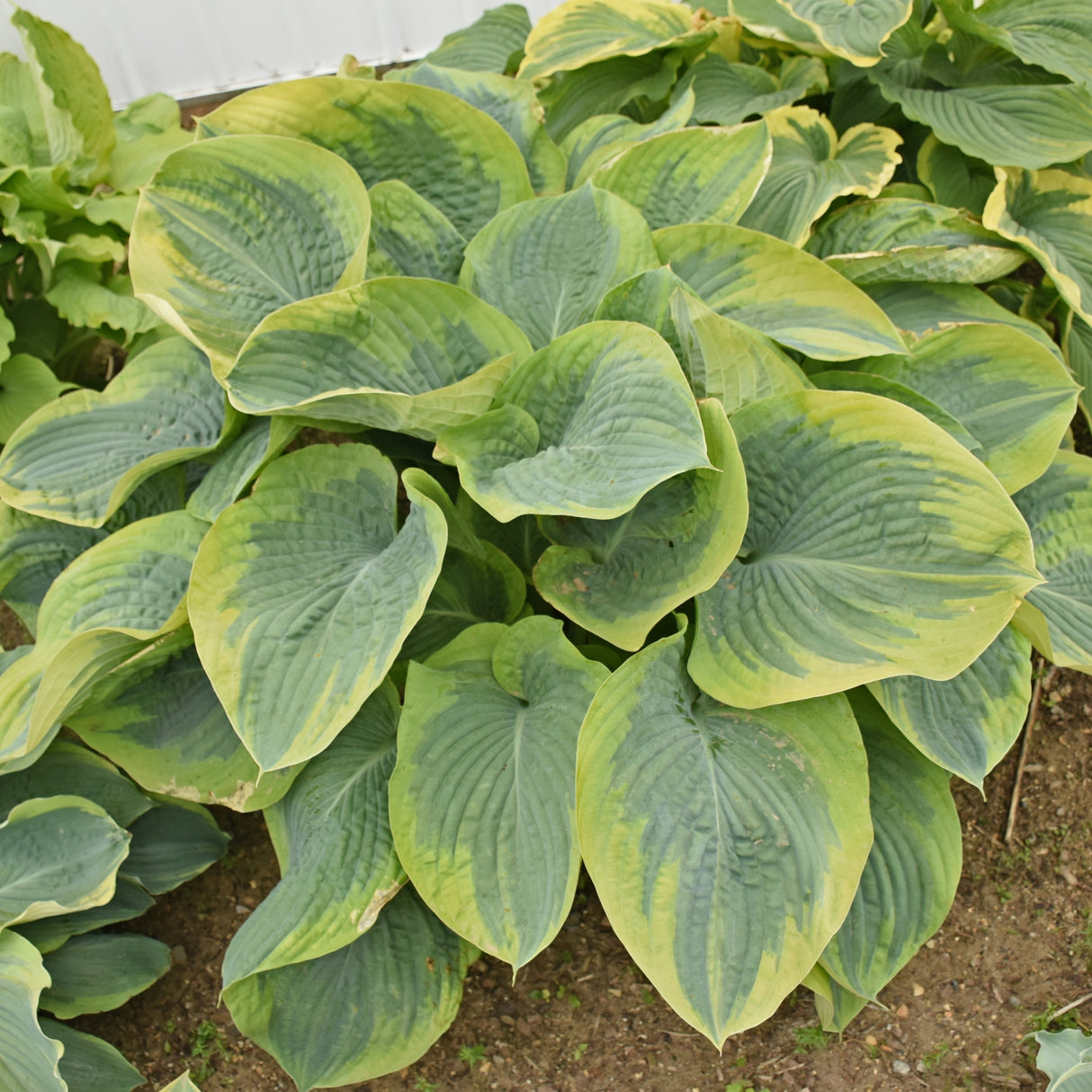 Terms of Endearment PP34806 Hosta