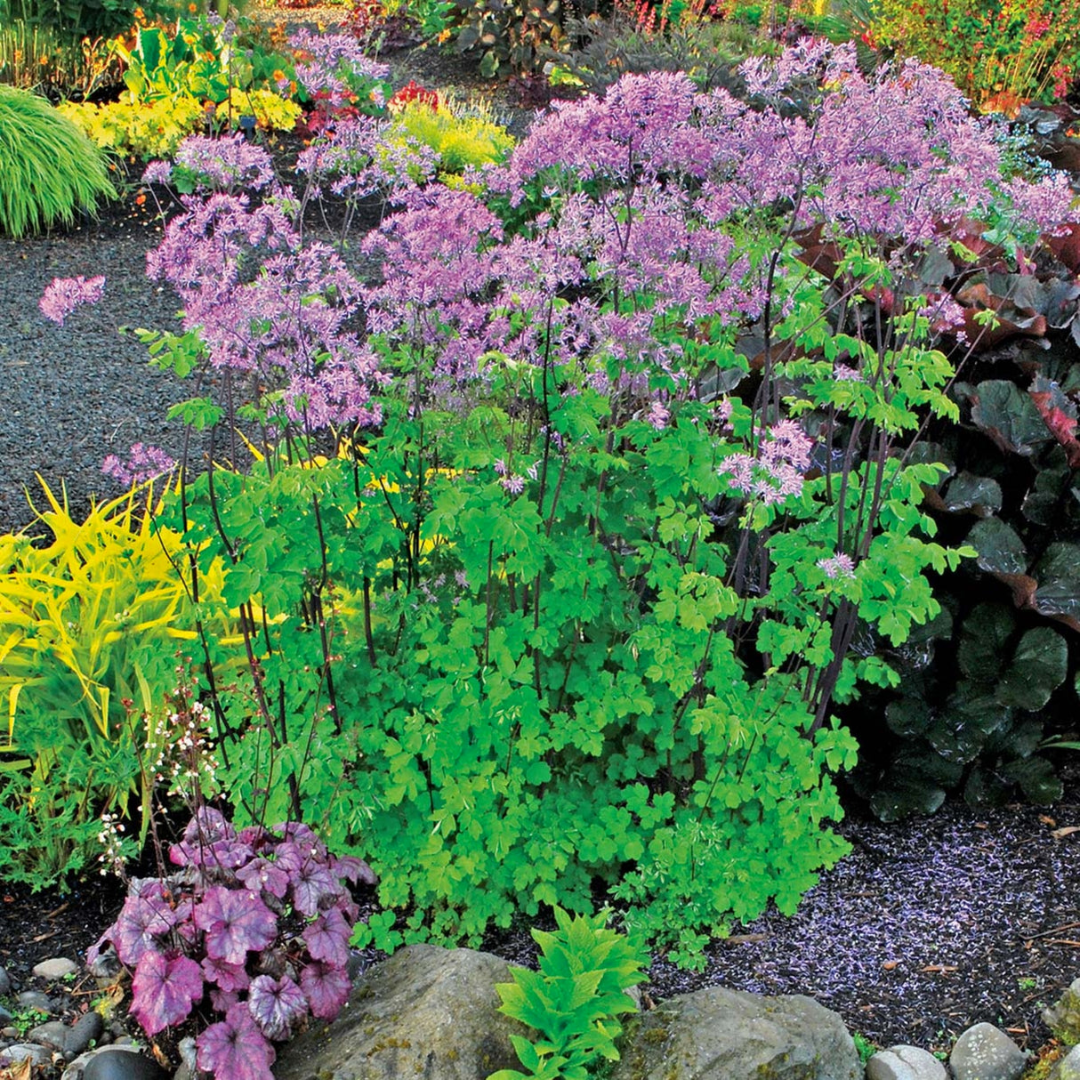 Thalictrum ‘Black Stockings’