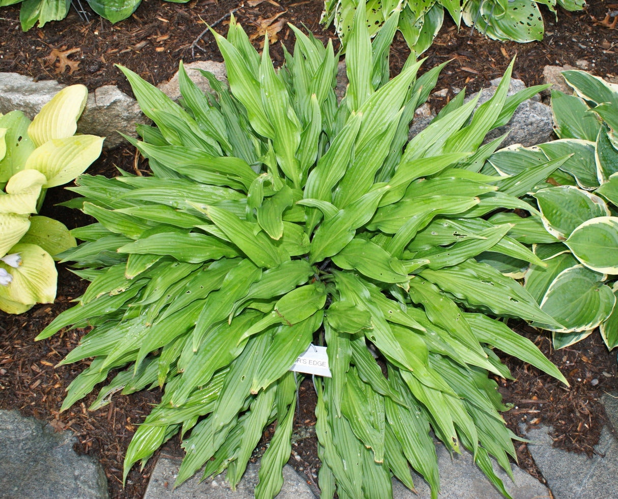 The Razor's Edge Hosta