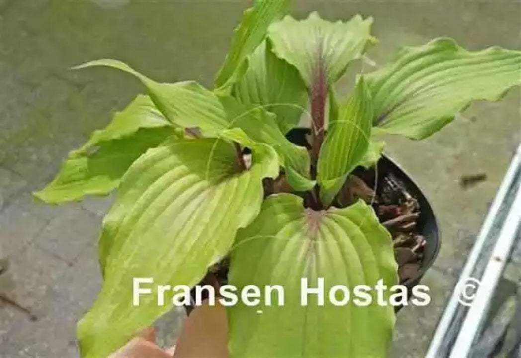 The Walking Red Hosta Courtesy of Fransen Hostas