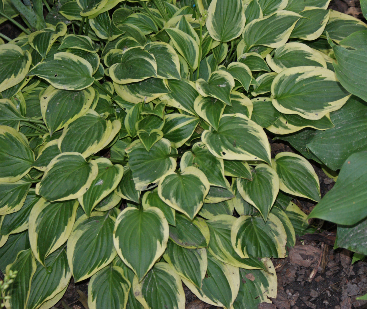 Thumbelina Hosta