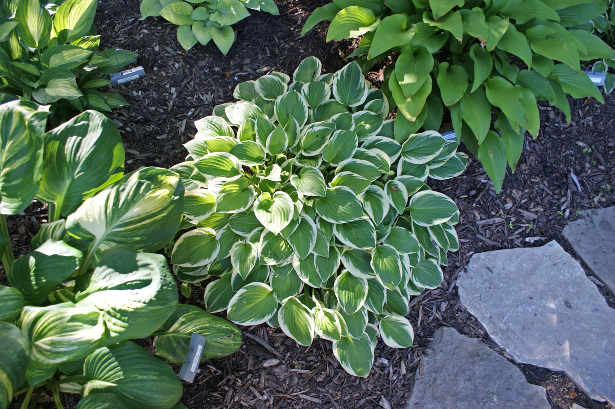 Thumbelina Hosta