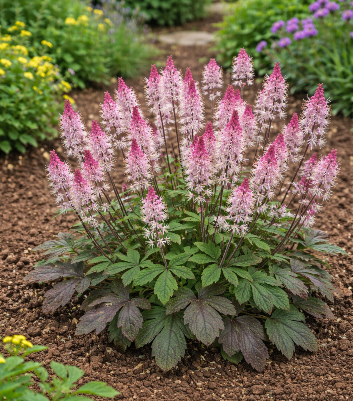 Tiarella 'Raspberry Sundae' Courtesy of Growing Colors