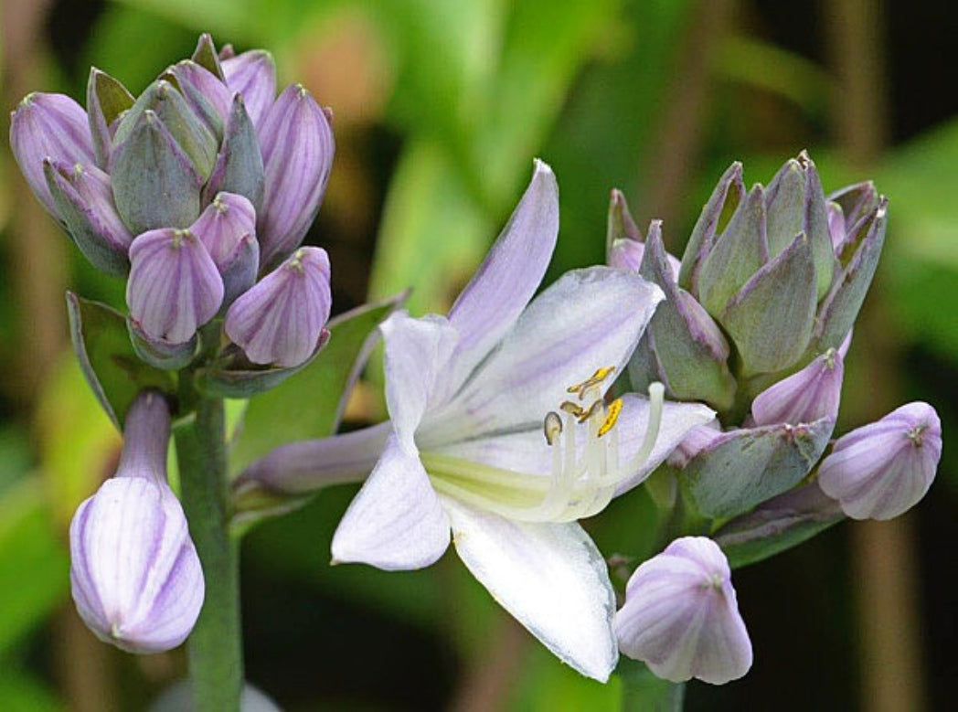 Tilt-A-Whirl Hosta Courtesy of The Hosta Library