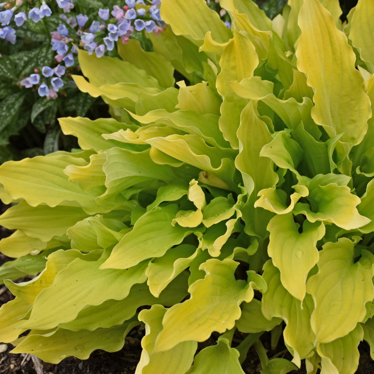 Time in a Bottle PP33267 Hosta