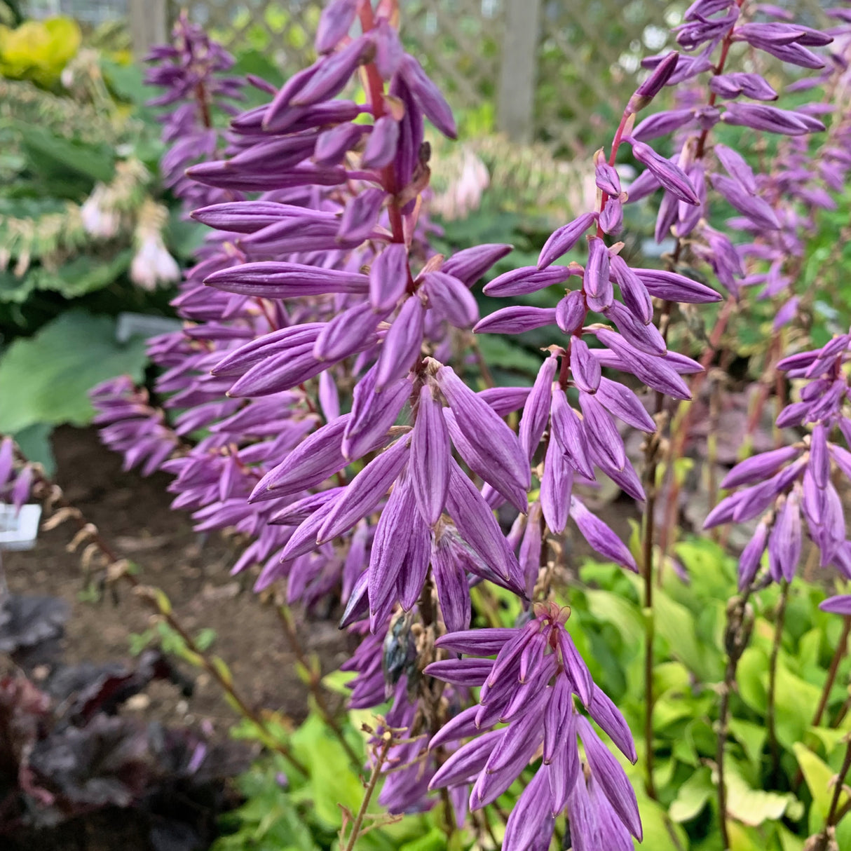 Time in a Bottle PP33267 Hosta