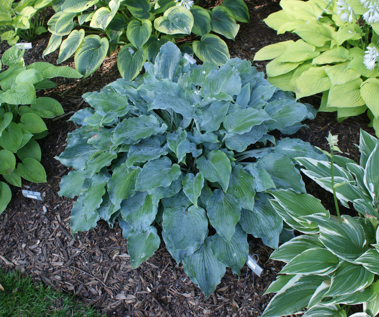 Titanium Hosta