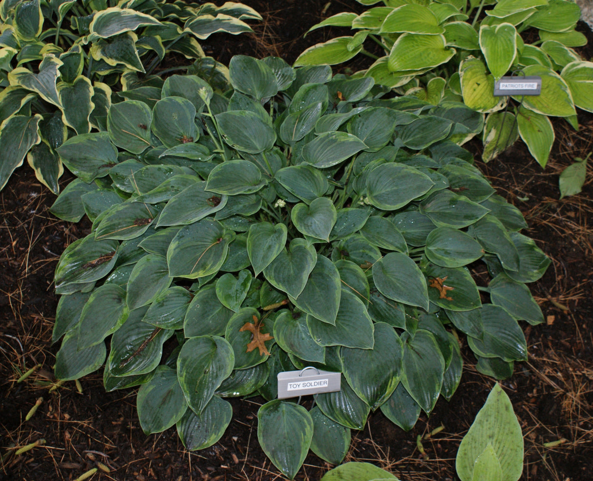 Toy Soldier Hosta