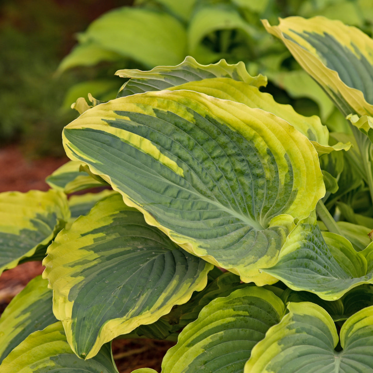 Trendsetter PP33296 Hosta