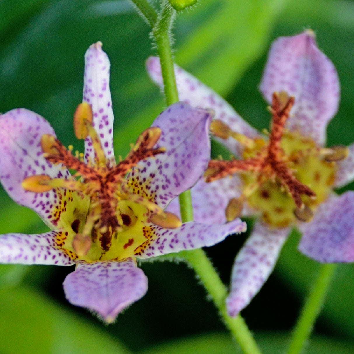 Tricyrtis formosana 'Autumn Glow'