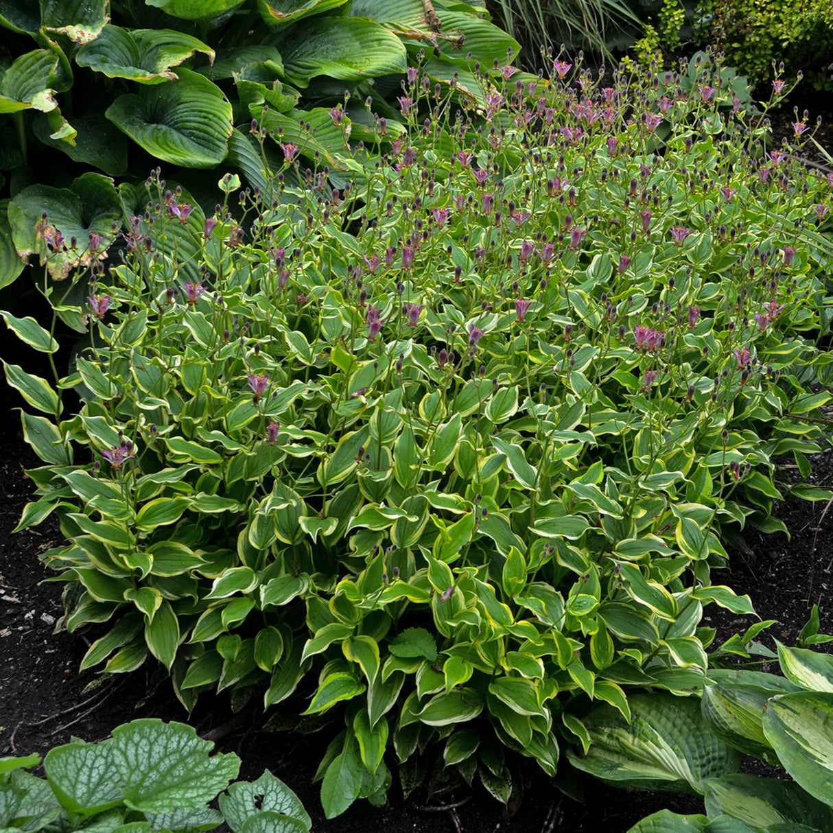 Tricyrtis formosana 'Autumn Glow'
