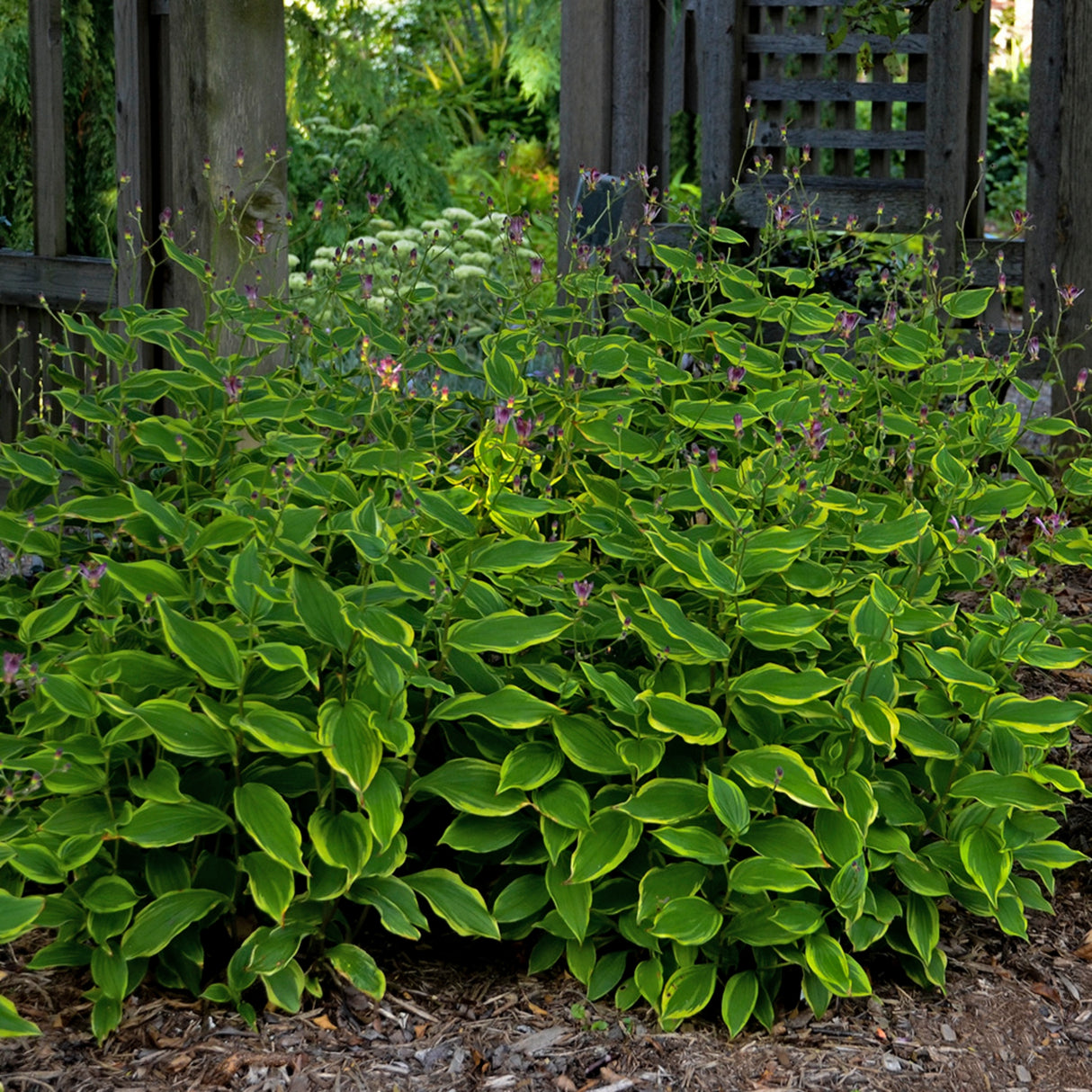 Tricyrtis formosana 'Autumn Glow'